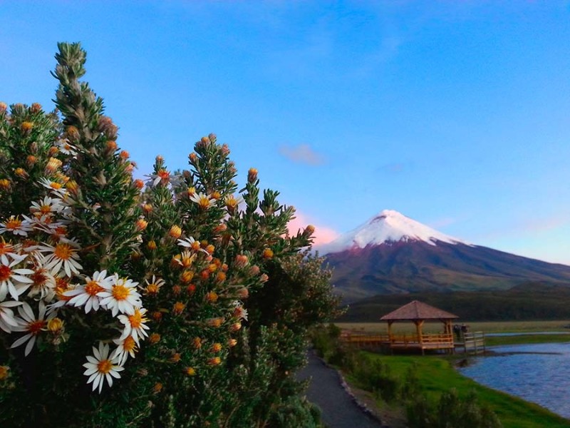 Great fauna in Cotopaxi National Park
