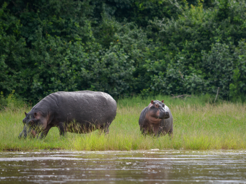 Tanzania - Safari - Hippopotamuses 