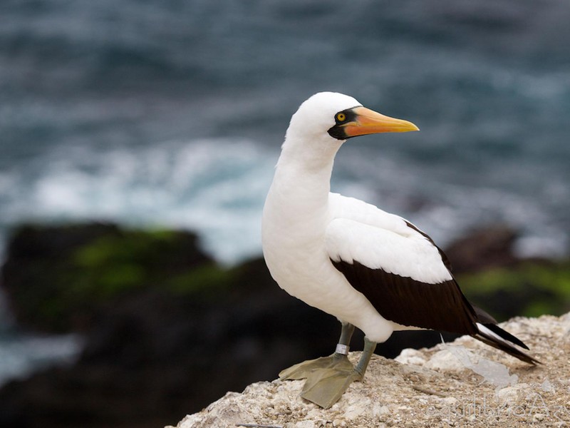 Nazca booby on the La Plata Island