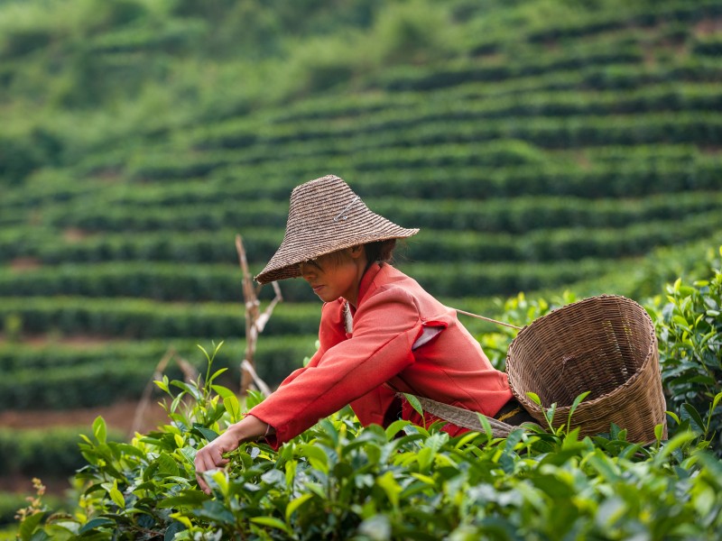 China - Pu'er