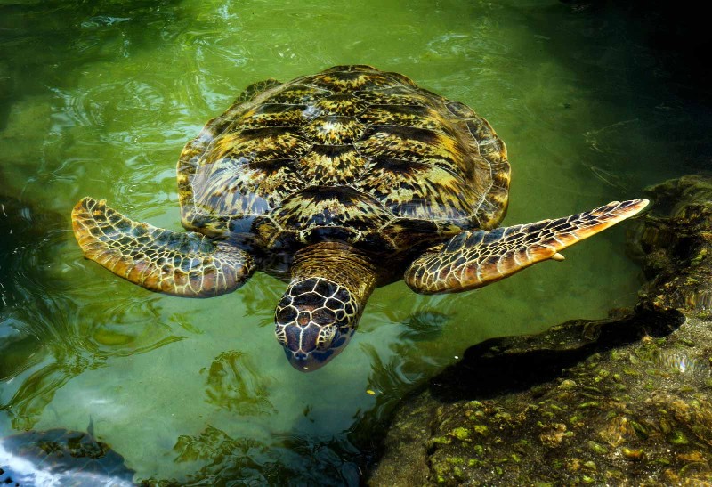 Schildkröten-Aquarium von Nungwi auf Sansibar