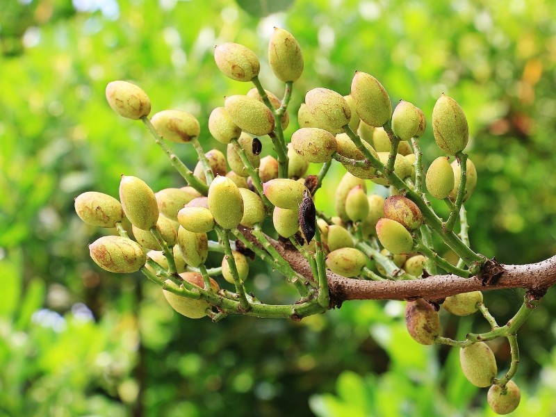pistachio trees