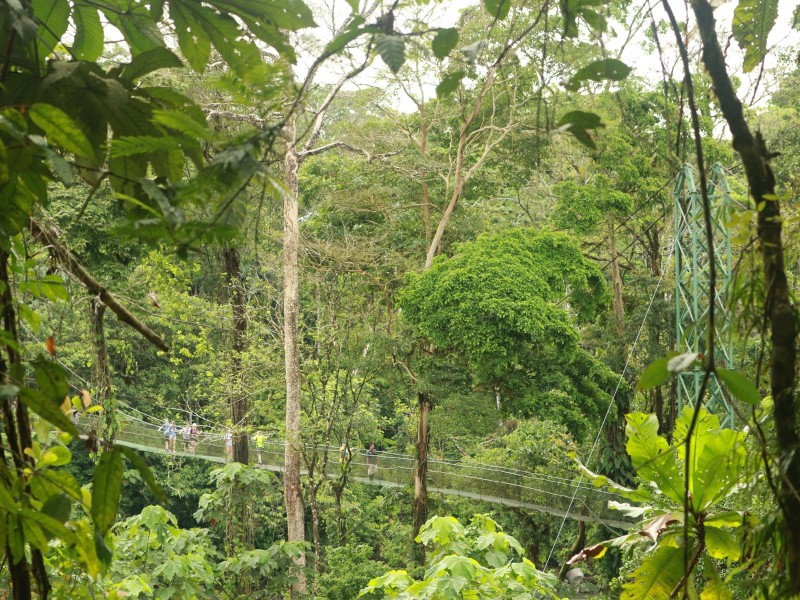 Tirimbina Hängebrücke