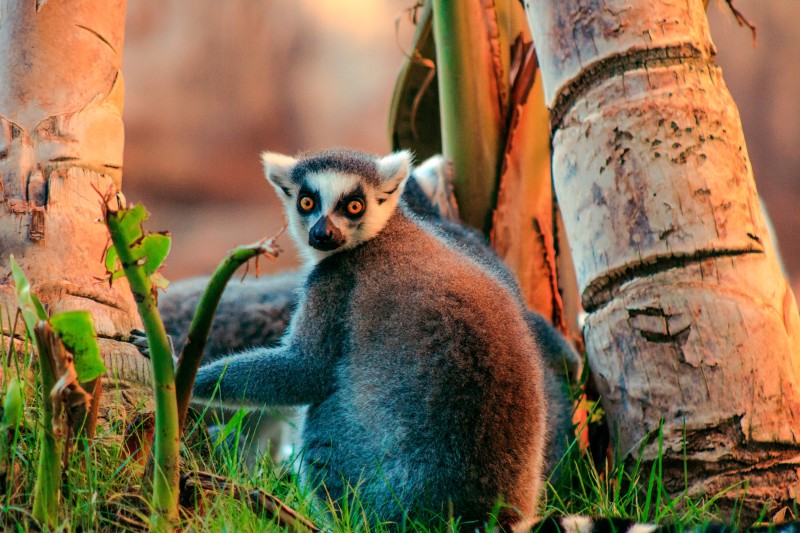 Madagaskar - Anja Community Reserve