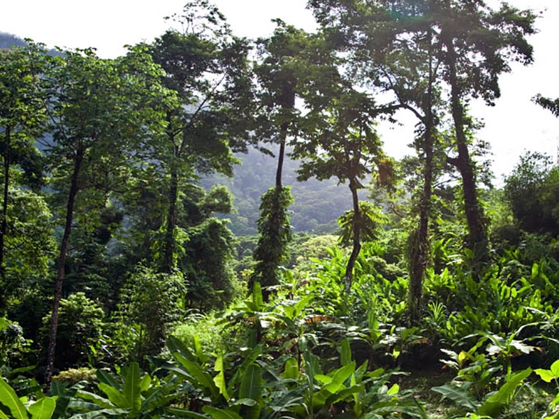 Rainforest tour