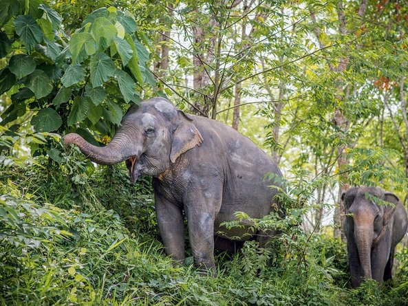 A Morning with the Elephants at Phuket E
