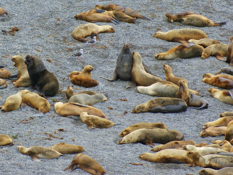 Puerto Madryn, Peninsula Valdez