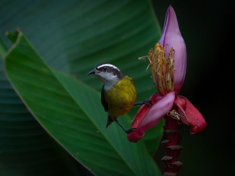 Bananaquit