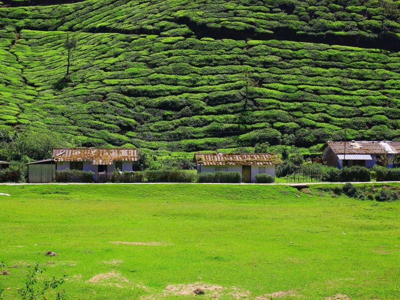 Tea plantation Munnar