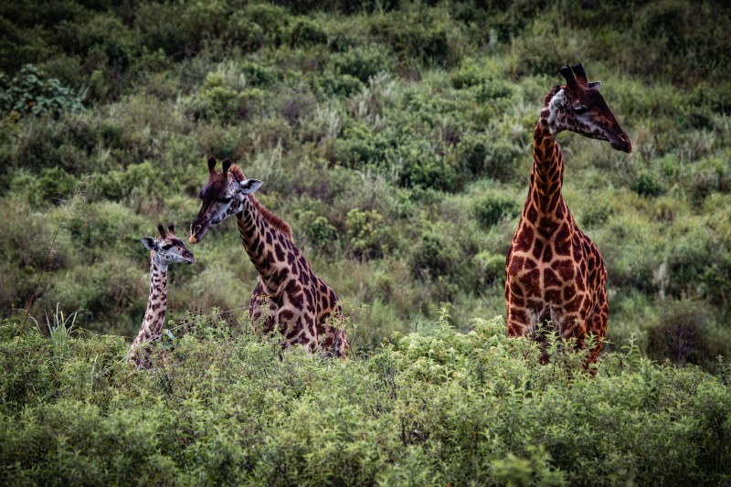 Giraffe in Arusha National Park