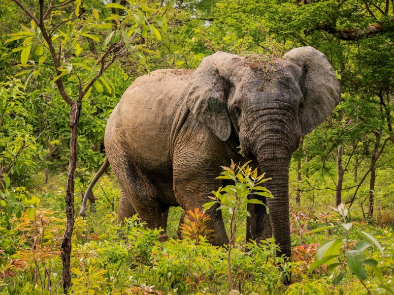 Elefant - Mole-Nationalpark - Ghana