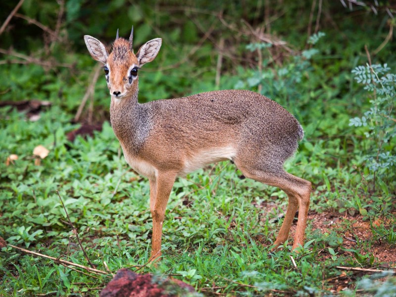 Dik-Dik