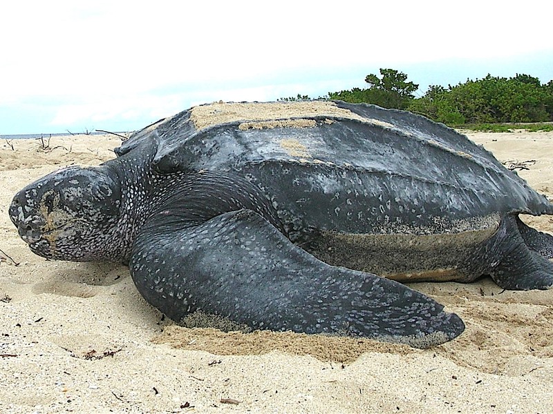 Leatherback Turtle