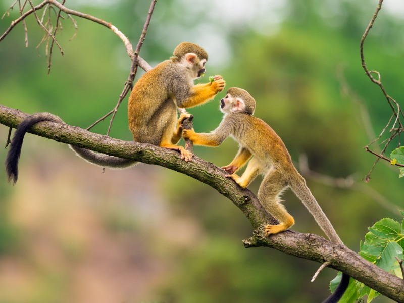 Ecuador - Amazon - monkeys