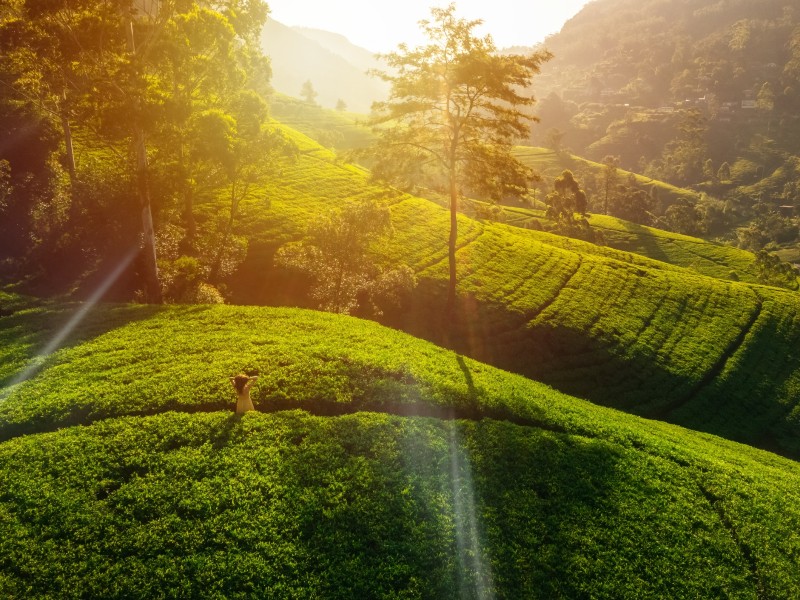 Sonnenuntergang-Teeplantagen-Sri Lanka