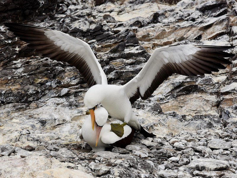 Nazca booby in heat