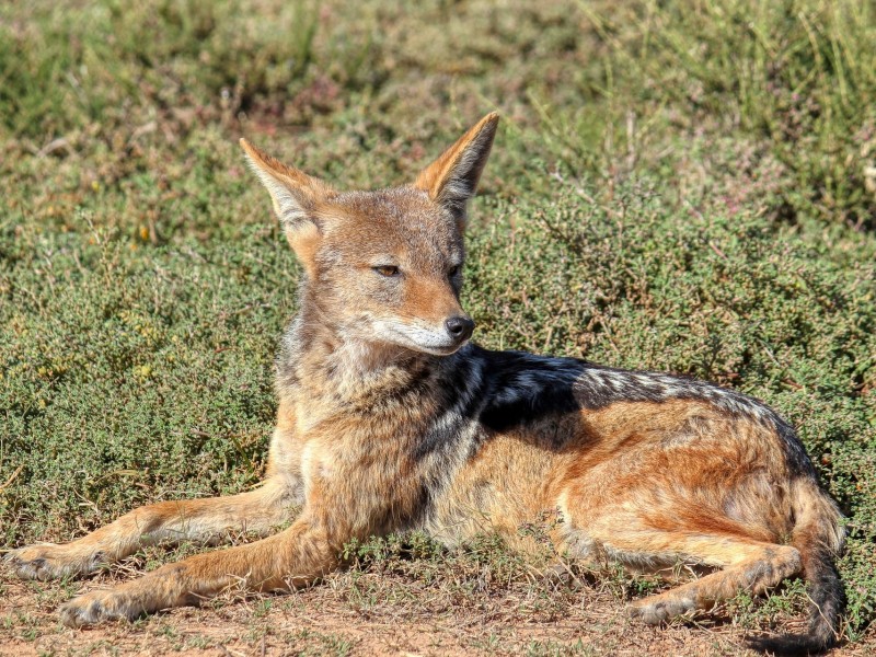 Jackals