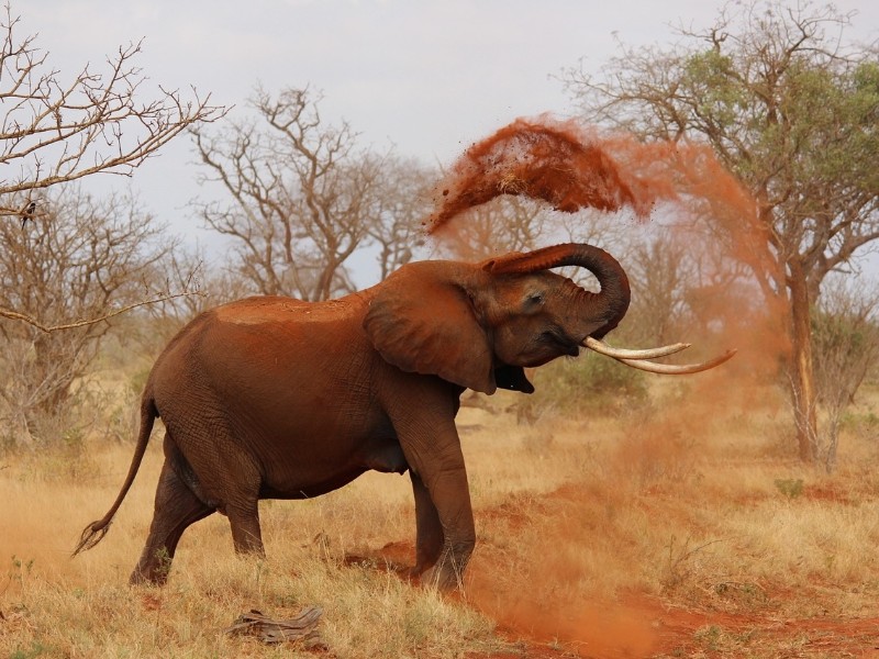 Wild Nature