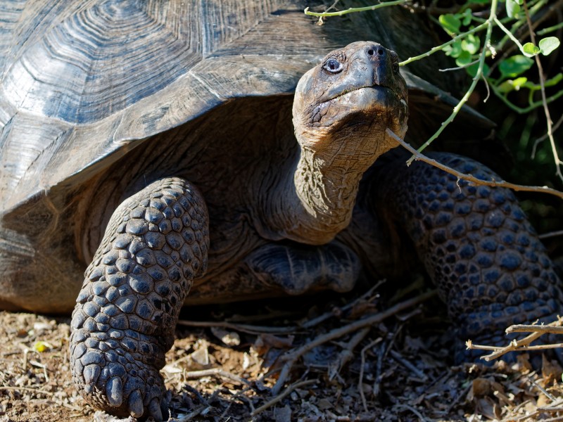 Giant Tortoise at Urbina Bay