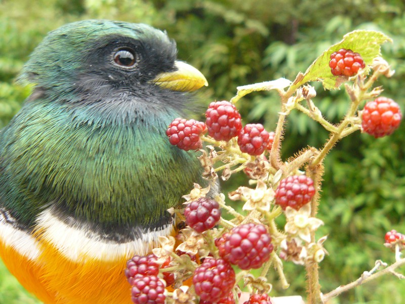 Natur- und Tierwelt Boquete