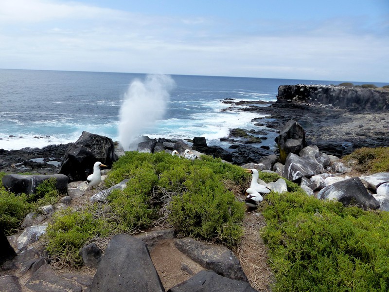 Nazca boobies on Española