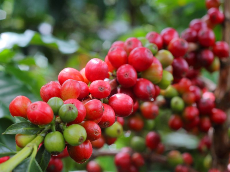 Kaffeebeeren