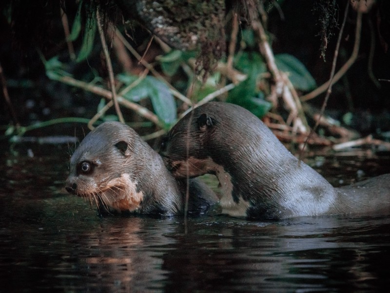Napo Wildlife Center