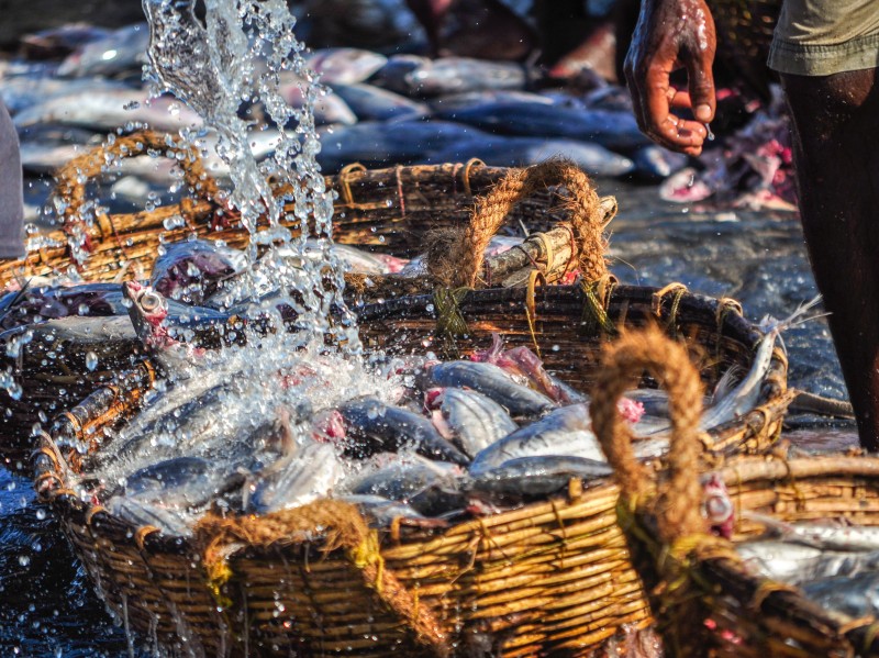 Sri Lanka - Fischmarkt 
