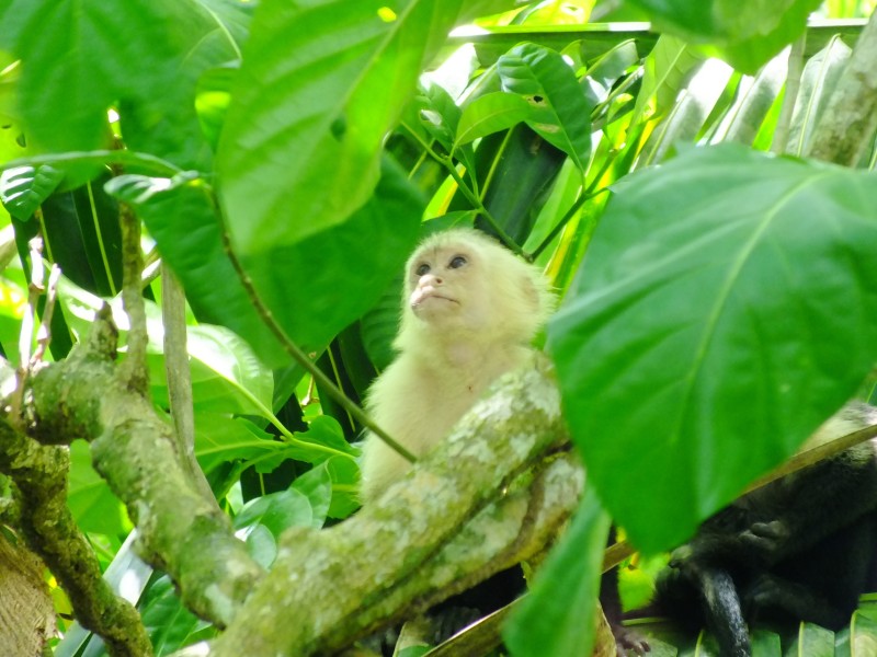 Affe - Cahuita Nationalpark