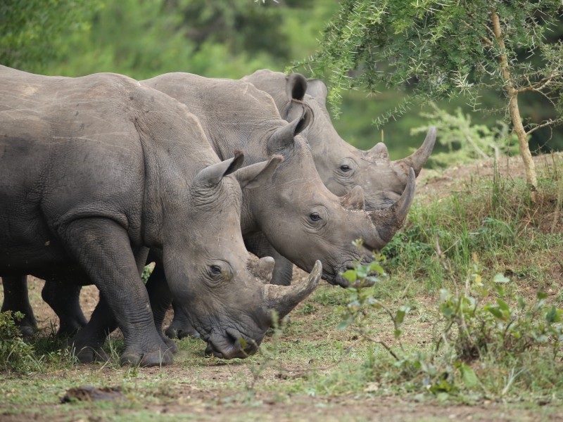 Nashorn am Wasserloch