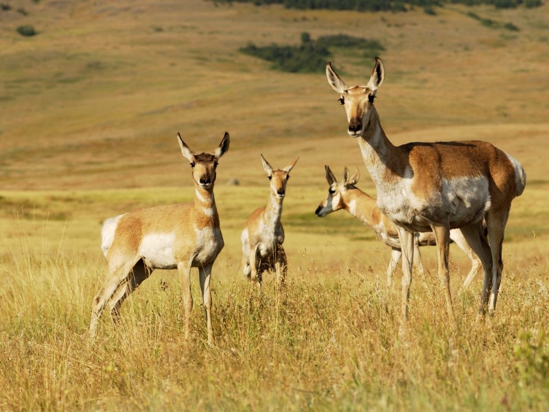 Antelope