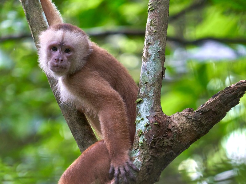 White fronted capuchin