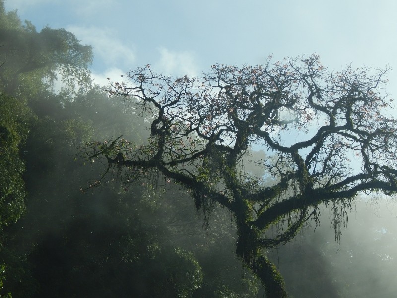 tree
