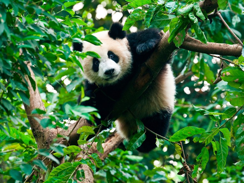 China - Chengdu - Panda