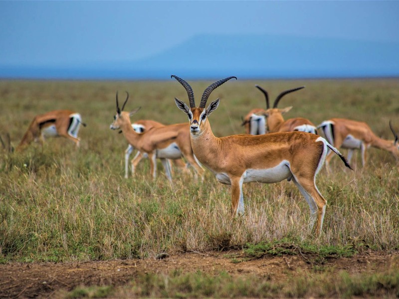 Thomson Gazelle