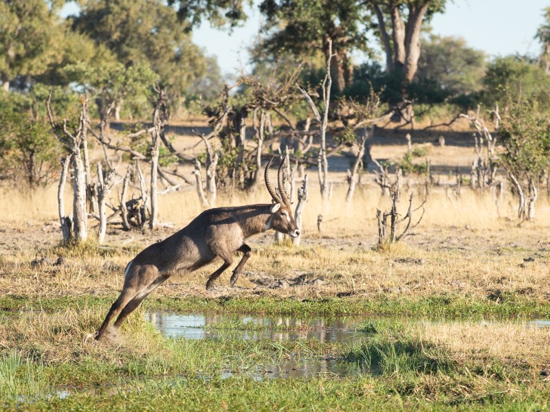 Durch die Nationalparks in Botswana