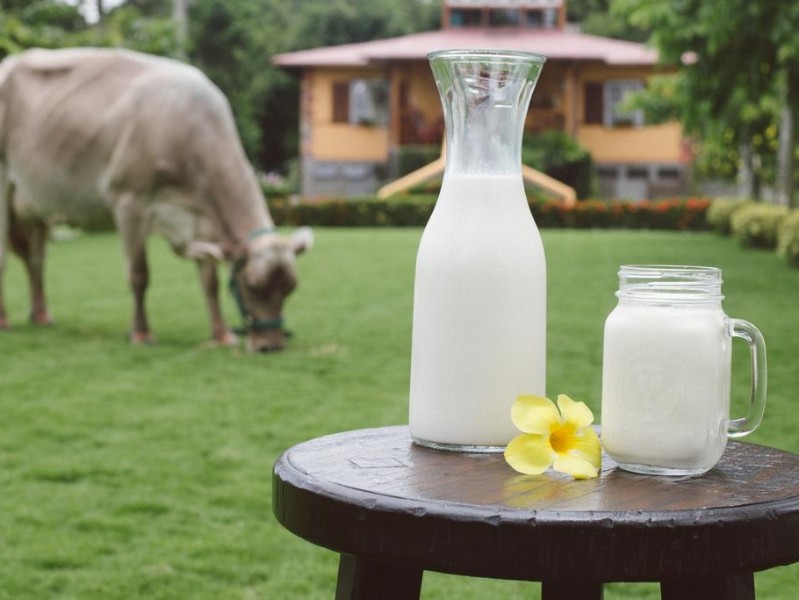 Frisch gemolkene Milch