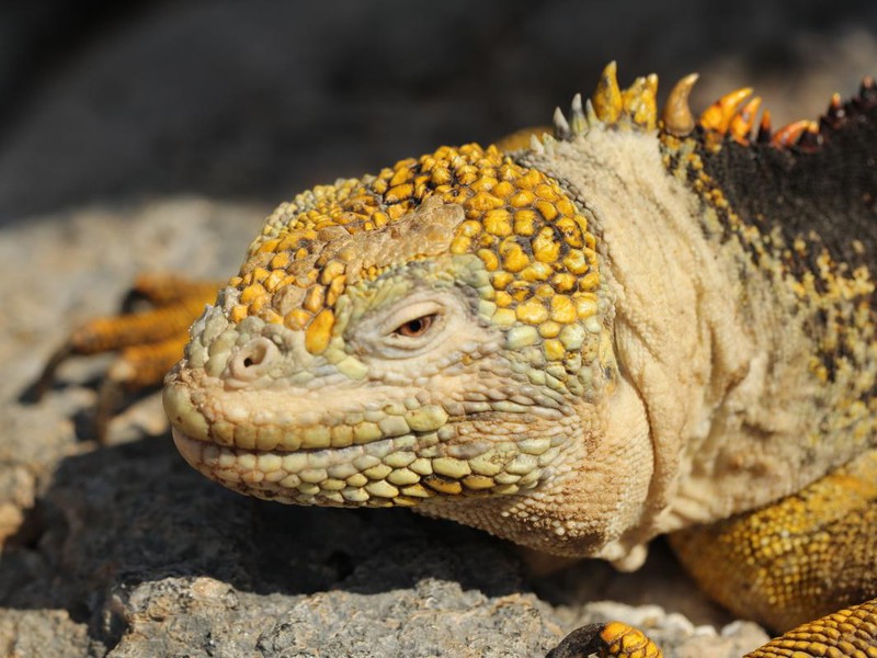 Gelber Landleguan auf Plaza