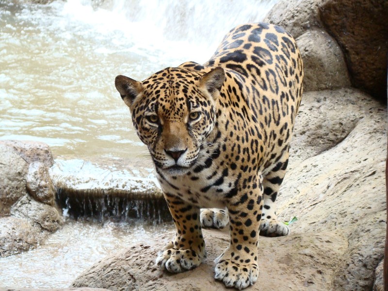 Jaguar 