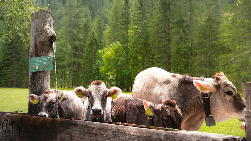 Sunntigerspitze Summit Innsbruck