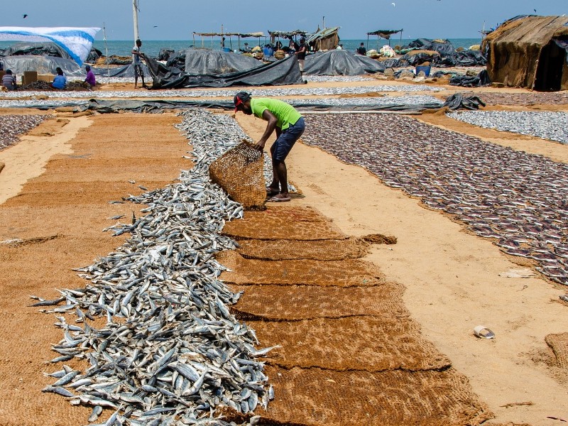 Negombo Fishing