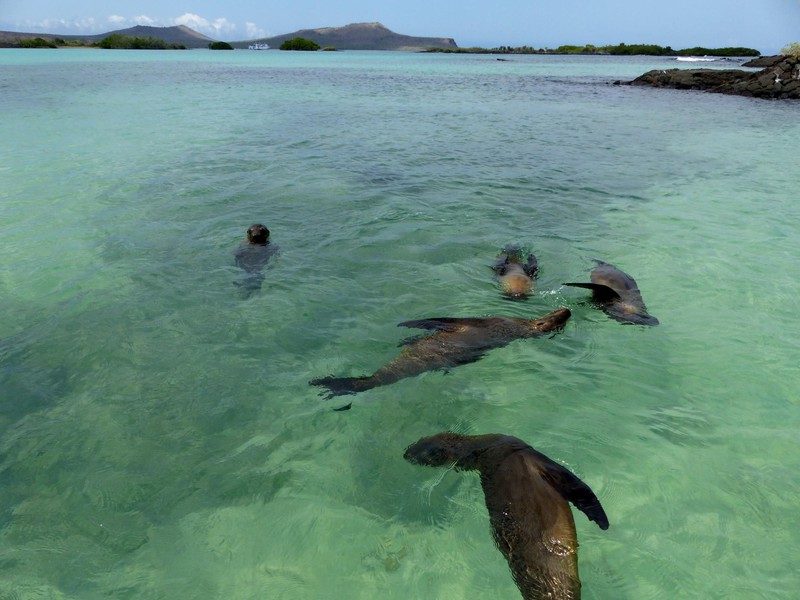 Seelöwen turnen um das Boot