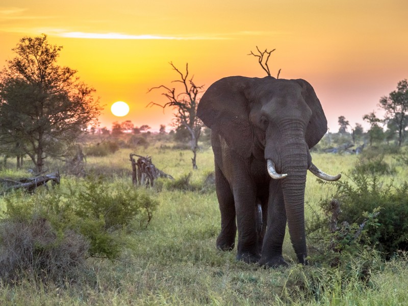 South Africa - Kruger NP