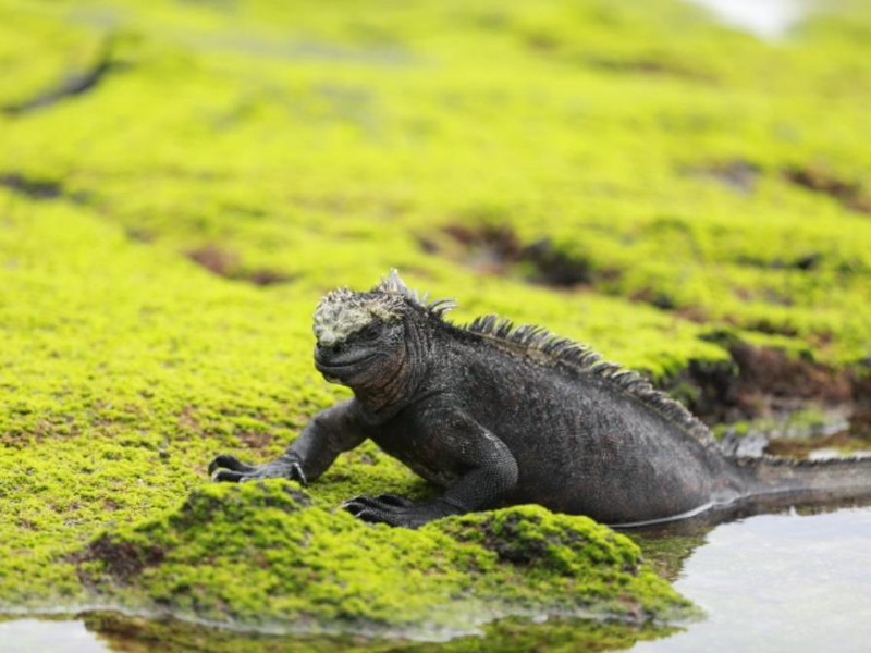 Wasserechse beim Fressen