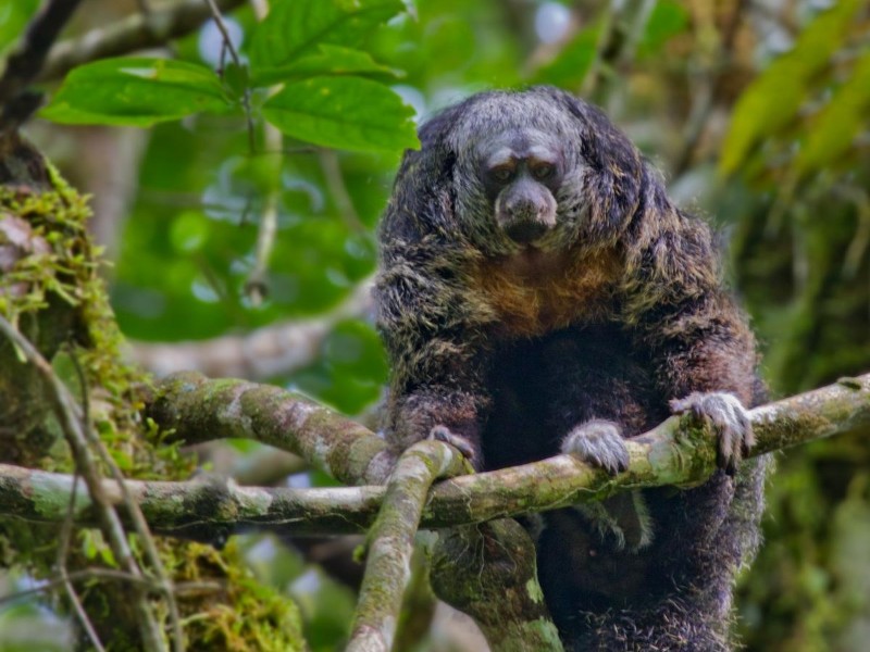 Napo Wildlife Center - Äffchen im Urwald