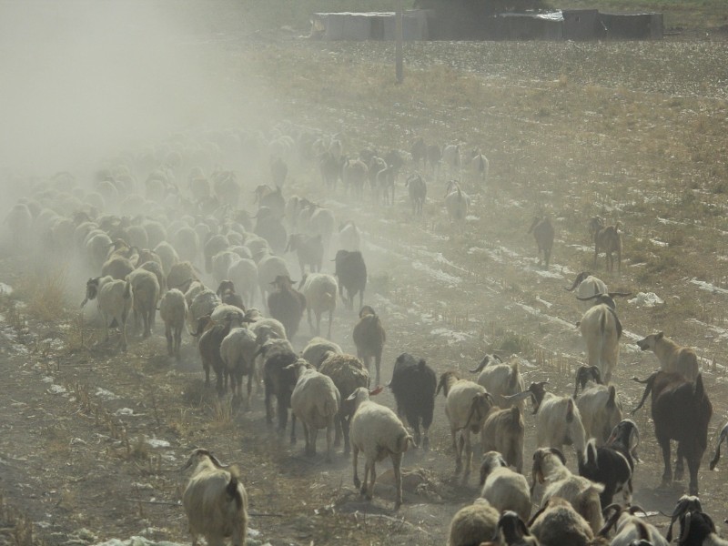 Goat Herding