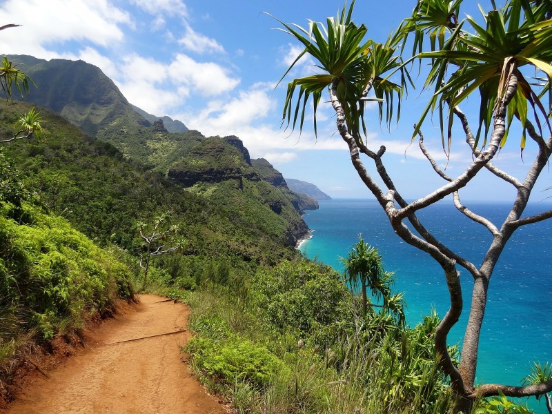 Mountains and palm tree in Kauai