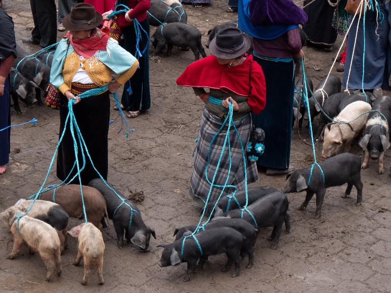 animal market- day 5 