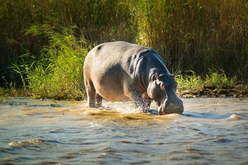 South Africa - St Lucia Hippo