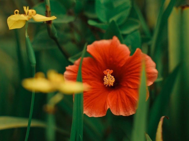 Montreal Botanical Gardens 